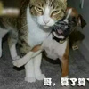 夜楠
